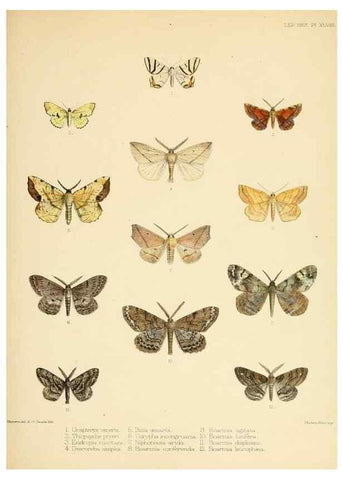 Reproducción/Reproduction 8726508606: Illustrations of typical specimens of Lepidoptera Heterocera in the collection of the British Museum.. LondonPrinted by order of the Trustees1879-