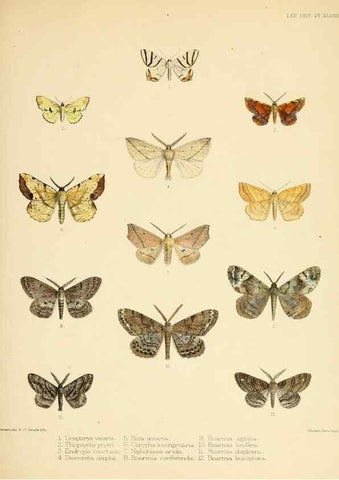 Reproducción/Reproduction 8726508606: Illustrations of typical specimens of Lepidoptera Heterocera in the collection of the British Museum.. LondonPrinted by order of the Trustees1879-