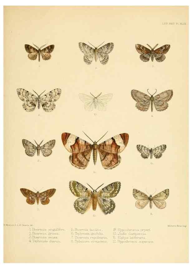 Reproducción/Reproduction 8726508978: Illustrations of typical specimens of Lepidoptera Heterocera in the collection of the British Museum.. LondonPrinted by order of the Trustees1879-