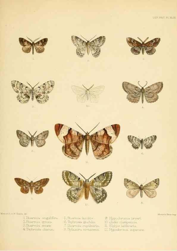 Reproducción/Reproduction 8726508978: Illustrations of typical specimens of Lepidoptera Heterocera in the collection of the British Museum.. LondonPrinted by order of the Trustees1879-