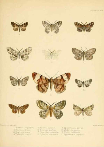 Reproducción/Reproduction 8726508978: Illustrations of typical specimens of Lepidoptera Heterocera in the collection of the British Museum.. LondonPrinted by order of the Trustees1879-