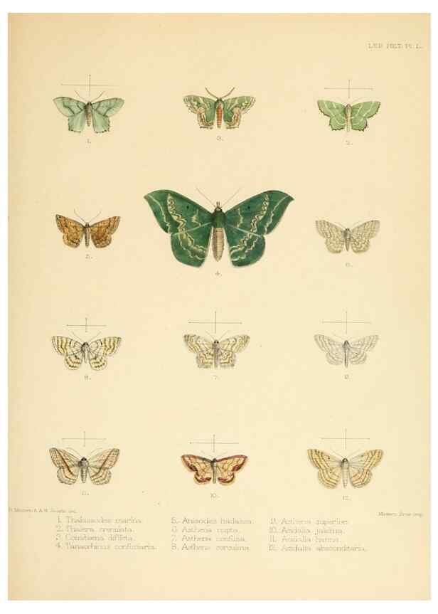 Reproducción/Reproduction 8726509332: Illustrations of typical specimens of Lepidoptera Heterocera in the collection of the British Museum.. LondonPrinted by order of the Trustees1879-
