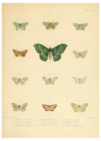 Reproducción/Reproduction 8726509332: Illustrations of typical specimens of Lepidoptera Heterocera in the collection of the British Museum.. LondonPrinted by order of the Trustees1879-