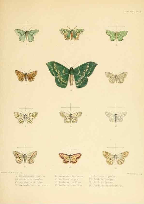 Reproducción/Reproduction 8726509332: Illustrations of typical specimens of Lepidoptera Heterocera in the collection of the British Museum.. LondonPrinted by order of the Trustees1879-
