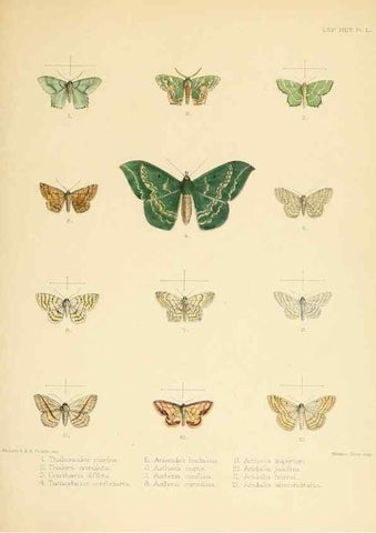 Reproducción/Reproduction 8726509332: Illustrations of typical specimens of Lepidoptera Heterocera in the collection of the British Museum.. LondonPrinted by order of the Trustees1879-