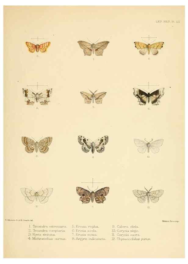 Reproducción/Reproduction 8725390591: Illustrations of typical specimens of Lepidoptera Heterocera in the collection of the British Museum.. LondonPrinted by order of the Trustees1879-