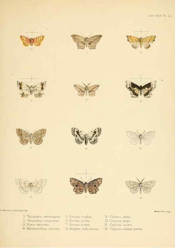 Reproducción/Reproduction 8725390591: Illustrations of typical specimens of Lepidoptera Heterocera in the collection of the British Museum.. LondonPrinted by order of the Trustees1879-