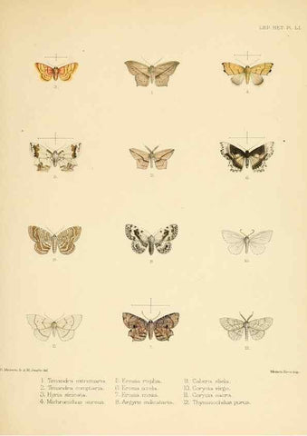 Reproducción/Reproduction 8725390591: Illustrations of typical specimens of Lepidoptera Heterocera in the collection of the British Museum.. LondonPrinted by order of the Trustees1879-
