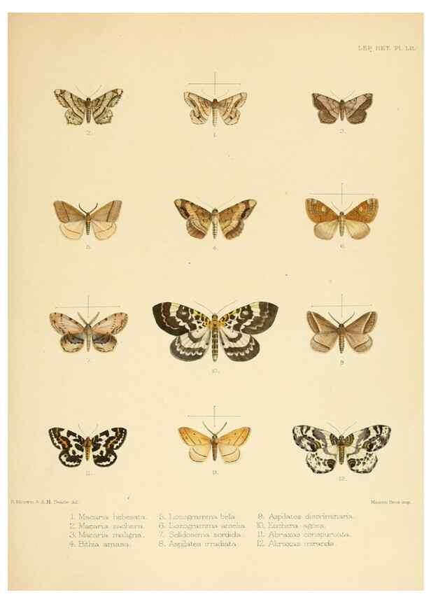 Reproducción/Reproduction 8725390887: Illustrations of typical specimens of Lepidoptera Heterocera in the collection of the British Museum.. LondonPrinted by order of the Trustees1879-