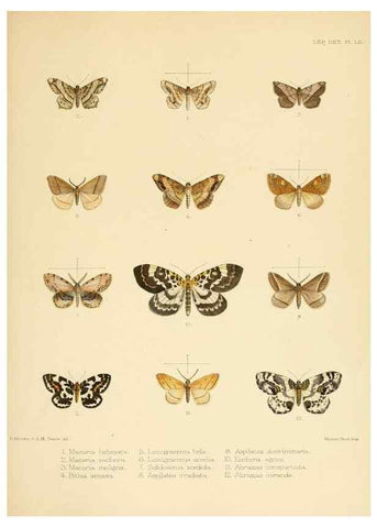 Reproducción/Reproduction 8725390887: Illustrations of typical specimens of Lepidoptera Heterocera in the collection of the British Museum.. LondonPrinted by order of the Trustees1879-