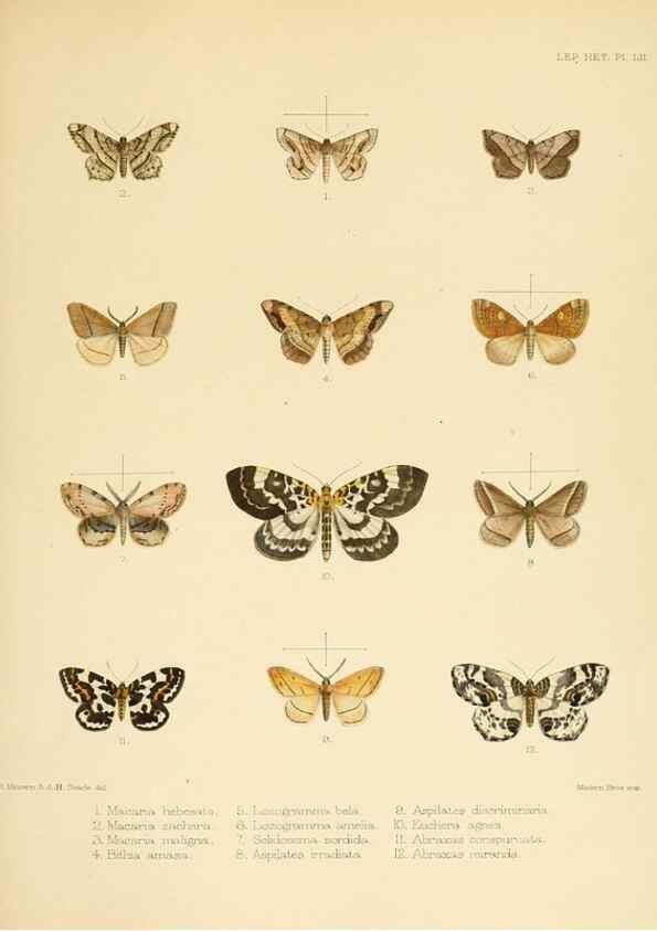 Reproducción/Reproduction 8725390887: Illustrations of typical specimens of Lepidoptera Heterocera in the collection of the British Museum.. LondonPrinted by order of the Trustees1879-
