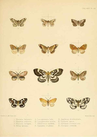 Reproducción/Reproduction 8725390887: Illustrations of typical specimens of Lepidoptera Heterocera in the collection of the British Museum.. LondonPrinted by order of the Trustees1879-