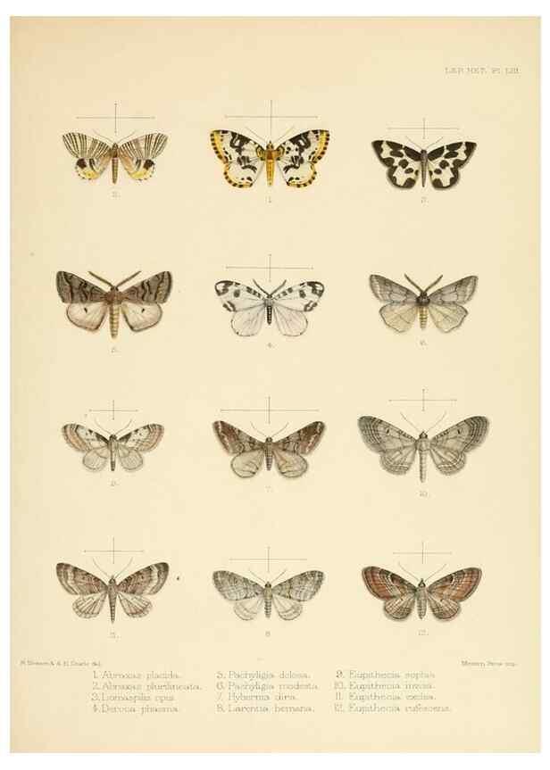 Reproducción/Reproduction 8726510214: Illustrations of typical specimens of Lepidoptera Heterocera in the collection of the British Museum.. LondonPrinted by order of the Trustees1879-