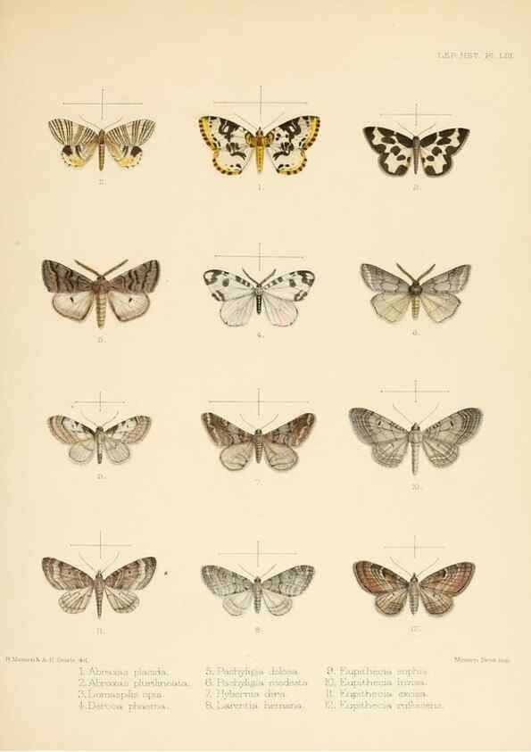 Reproducción/Reproduction 8726510214: Illustrations of typical specimens of Lepidoptera Heterocera in the collection of the British Museum.. LondonPrinted by order of the Trustees1879-