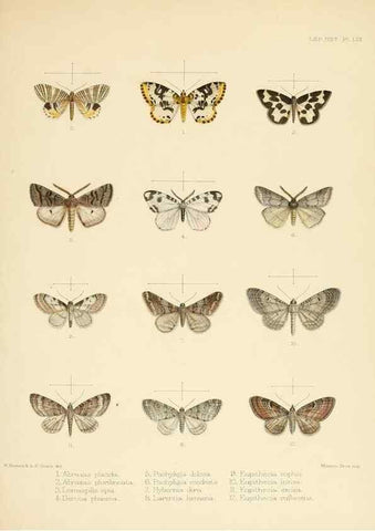 Reproducción/Reproduction 8726510214: Illustrations of typical specimens of Lepidoptera Heterocera in the collection of the British Museum.. LondonPrinted by order of the Trustees1879-