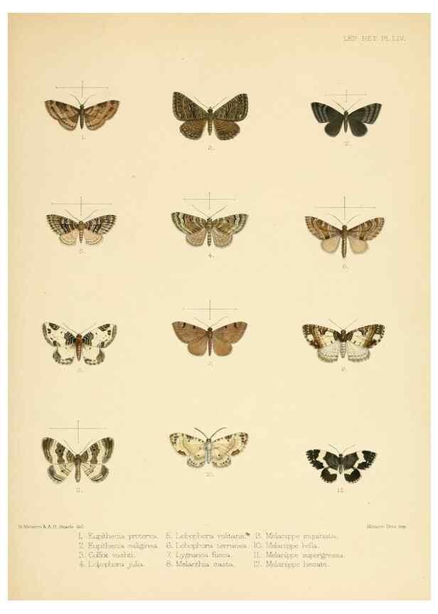 Reproducción/Reproduction 8726510616: Illustrations of typical specimens of Lepidoptera Heterocera in the collection of the British Museum.. LondonPrinted by order of the Trustees1879-