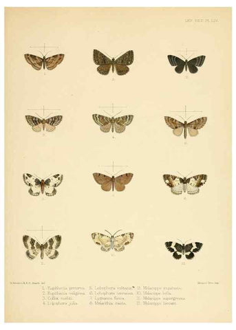 Reproducción/Reproduction 8726510616: Illustrations of typical specimens of Lepidoptera Heterocera in the collection of the British Museum.. LondonPrinted by order of the Trustees1879-