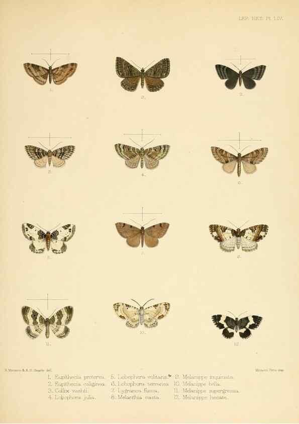 Reproducción/Reproduction 8726510616: Illustrations of typical specimens of Lepidoptera Heterocera in the collection of the British Museum.. LondonPrinted by order of the Trustees1879-