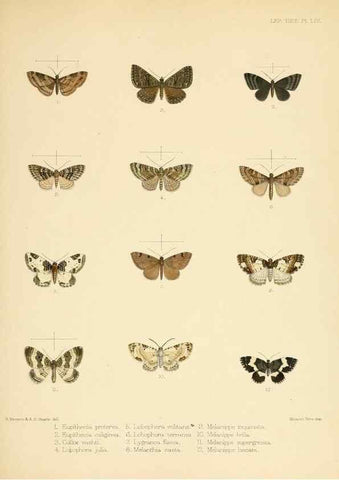 Reproducción/Reproduction 8726510616: Illustrations of typical specimens of Lepidoptera Heterocera in the collection of the British Museum.. LondonPrinted by order of the Trustees1879-