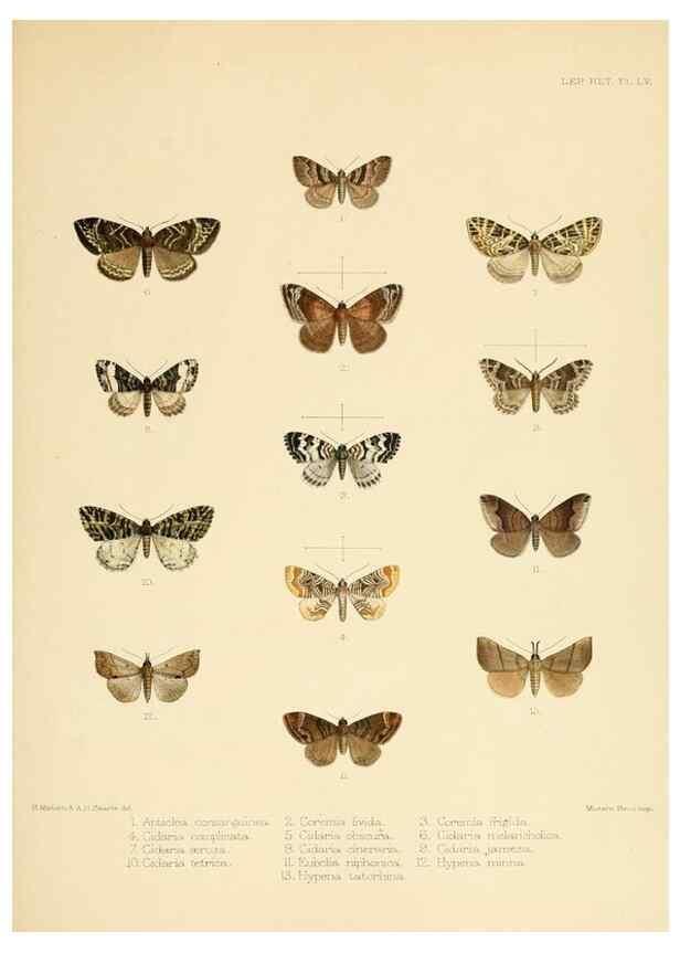 Reproducción/Reproduction 8726510920: Illustrations of typical specimens of Lepidoptera Heterocera in the collection of the British Museum.. LondonPrinted by order of the Trustees1879-