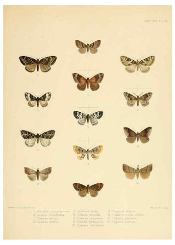 Reproducción/Reproduction 8726510920: Illustrations of typical specimens of Lepidoptera Heterocera in the collection of the British Museum.. LondonPrinted by order of the Trustees1879-
