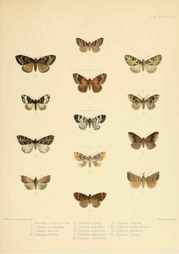 Reproducción/Reproduction 8726510920: Illustrations of typical specimens of Lepidoptera Heterocera in the collection of the British Museum.. LondonPrinted by order of the Trustees1879-