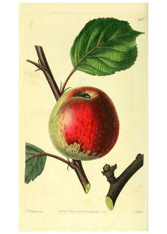 Reproducción/Reproduction 8726427198: The Pomological magazine;. London;J. Ridgway.