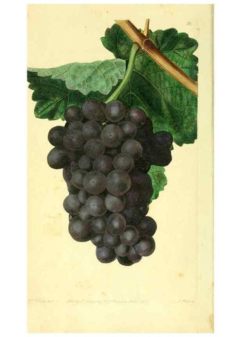 Reproducción/Reproduction 8726407658: The Pomological magazine;. London;J. Ridgway.