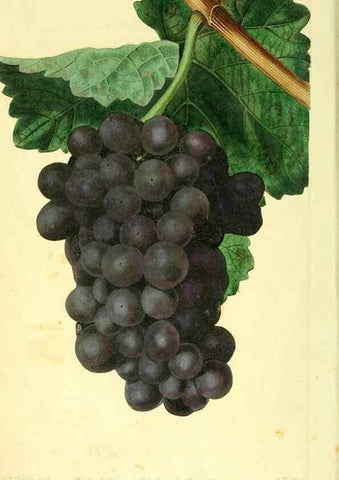 Reproducción/Reproduction 8726407658: The Pomological magazine;. London;J. Ridgway.
