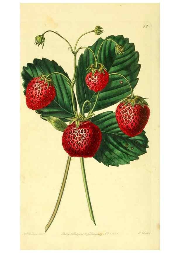 Reproducción/Reproduction 8726404630: The Pomological magazine;. London;J. Ridgway.