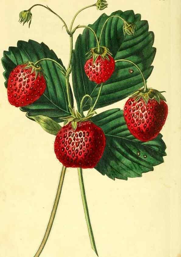 Reproducción/Reproduction 8726404630: The Pomological magazine;. London;J. Ridgway.