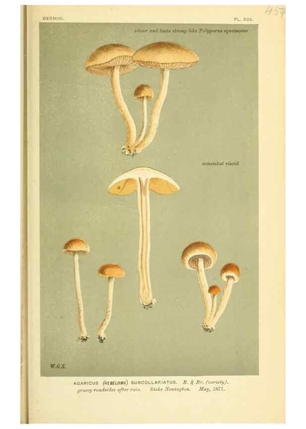 Reproducción/Reproduction 8722285115: Illustrations of British Fungi (Hymenomycetes), to serve as an atlas to the ""Handbook of British Fungi"".. LondonWilliams and Norgate1881-91