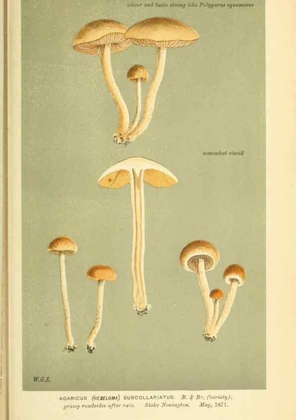Reproducción/Reproduction 8722285115: Illustrations of British Fungi (Hymenomycetes), to serve as an atlas to the ""Handbook of British Fungi"".. LondonWilliams and Norgate1881-91