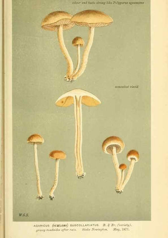 Reproducción/Reproduction 8722285115: Illustrations of British Fungi (Hymenomycetes), to serve as an atlas to the ""Handbook of British Fungi"".. LondonWilliams and Norgate1881-91