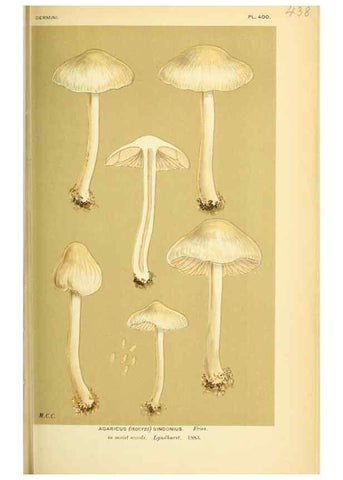 Reproducción/Reproduction 8723399836: Illustrations of British Fungi (Hymenomycetes), to serve as an atlas to the ""Handbook of British Fungi"".. LondonWilliams and Norgate1881-91