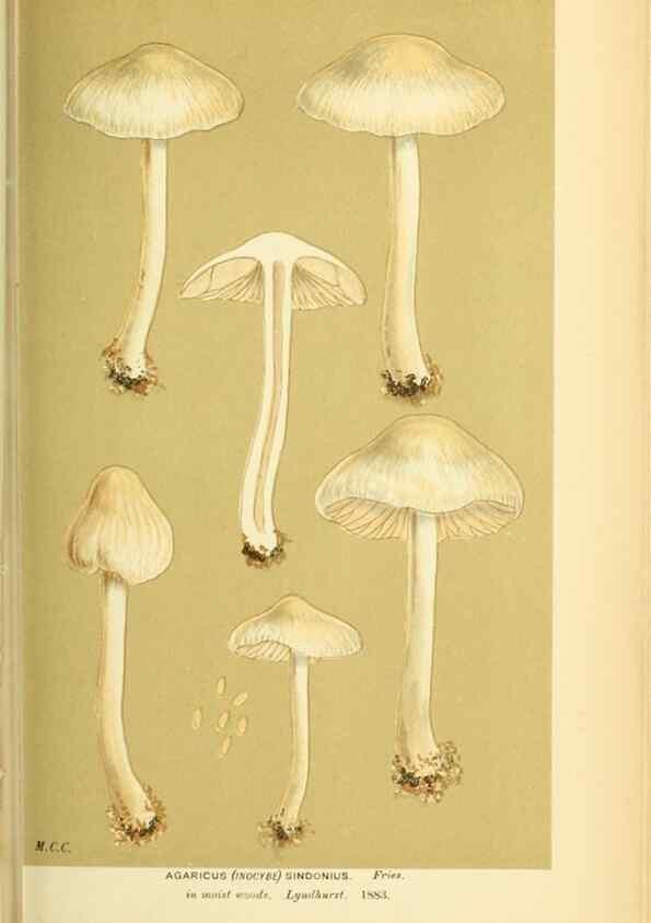 Reproducción/Reproduction 8723399836: Illustrations of British Fungi (Hymenomycetes), to serve as an atlas to the ""Handbook of British Fungi"".. LondonWilliams and Norgate1881-91