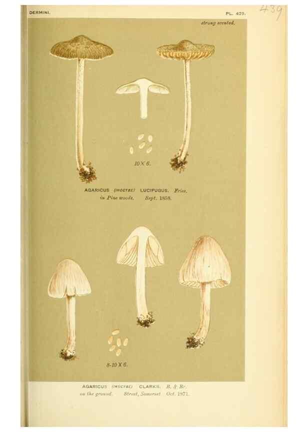 Reproducción/Reproduction 8723400142: Illustrations of British Fungi (Hymenomycetes), to serve as an atlas to the ""Handbook of British Fungi"".. LondonWilliams and Norgate1881-91