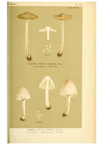 Reproducción/Reproduction 8723400142: Illustrations of British Fungi (Hymenomycetes), to serve as an atlas to the ""Handbook of British Fungi"".. LondonWilliams and Norgate1881-91