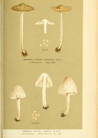 Reproducción/Reproduction 8723400142: Illustrations of British Fungi (Hymenomycetes), to serve as an atlas to the ""Handbook of British Fungi"".. LondonWilliams and Norgate1881-91