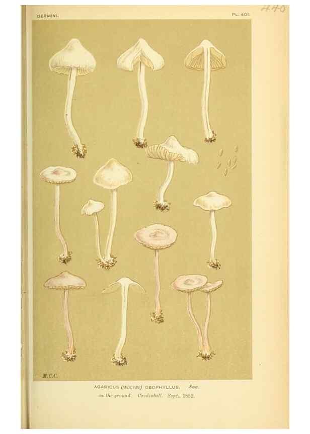 Reproducción/Reproduction 8722280369: Illustrations of British Fungi (Hymenomycetes), to serve as an atlas to the ""Handbook of British Fungi"".. LondonWilliams and Norgate1881-91