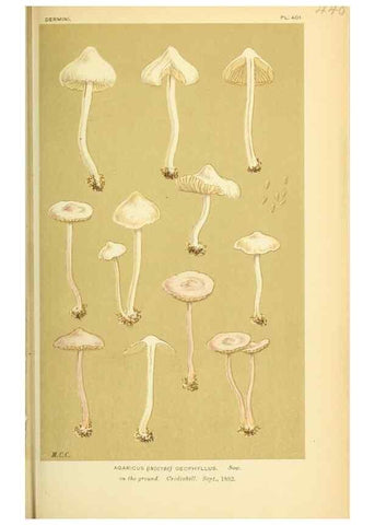 Reproducción/Reproduction 8722280369: Illustrations of British Fungi (Hymenomycetes), to serve as an atlas to the ""Handbook of British Fungi"".. LondonWilliams and Norgate1881-91