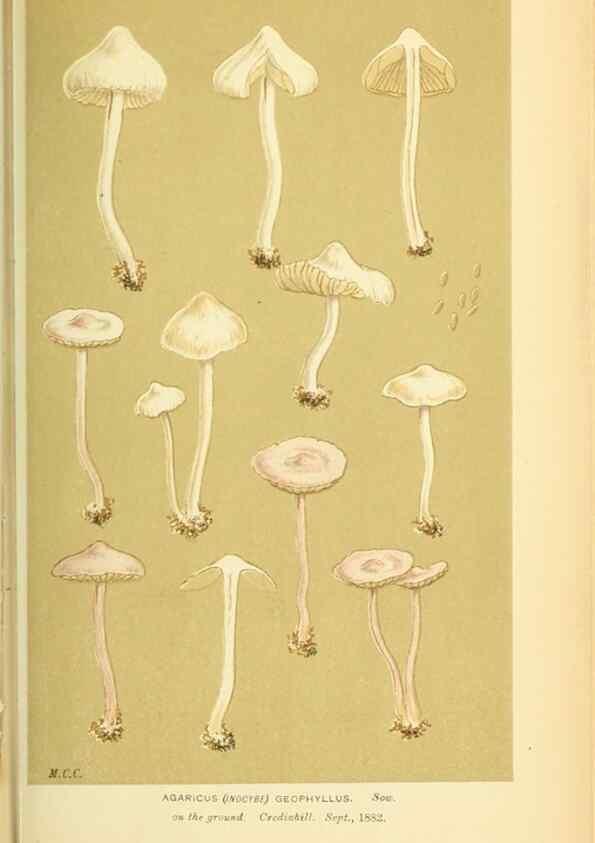 Reproducción/Reproduction 8722280369: Illustrations of British Fungi (Hymenomycetes), to serve as an atlas to the ""Handbook of British Fungi"".. LondonWilliams and Norgate1881-91