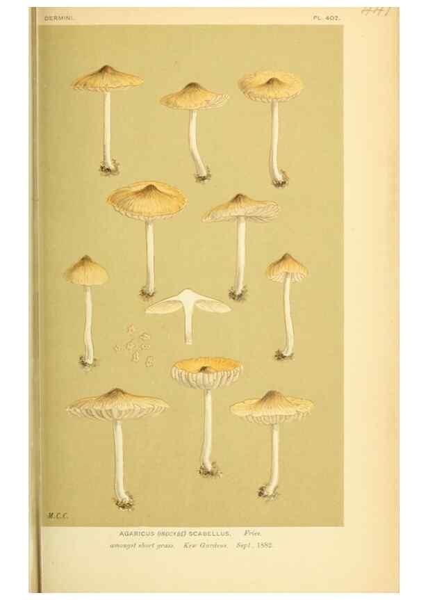 Reproducción/Reproduction 8722280643: Illustrations of British Fungi (Hymenomycetes), to serve as an atlas to the ""Handbook of British Fungi"".. LondonWilliams and Norgate1881-91