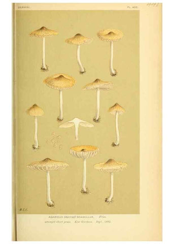 Reproducción/Reproduction 8722280643: Illustrations of British Fungi (Hymenomycetes), to serve as an atlas to the ""Handbook of British Fungi"".. LondonWilliams and Norgate1881-91