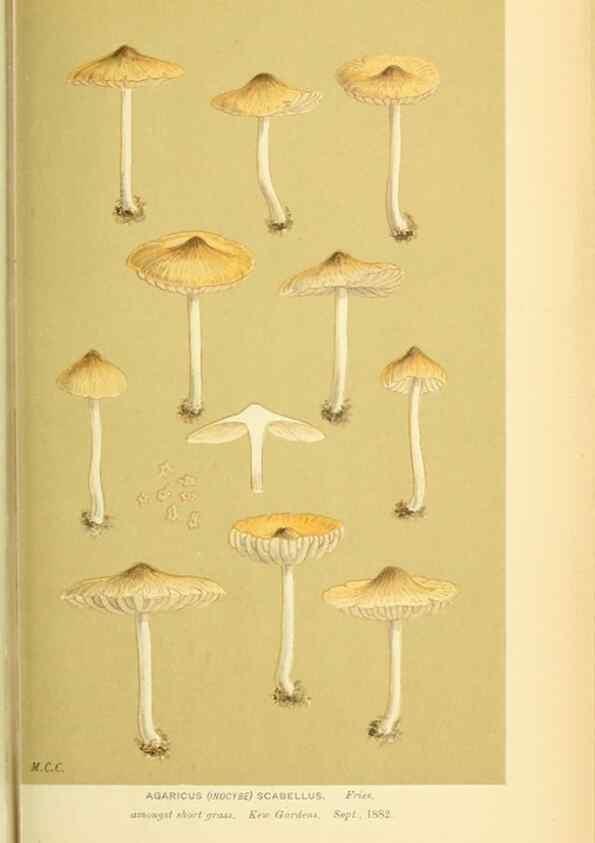 Reproducción/Reproduction 8722280643: Illustrations of British Fungi (Hymenomycetes), to serve as an atlas to the ""Handbook of British Fungi"".. LondonWilliams and Norgate1881-91