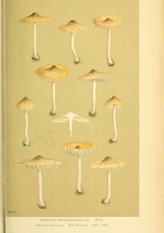 Reproducción/Reproduction 8722280643: Illustrations of British Fungi (Hymenomycetes), to serve as an atlas to the ""Handbook of British Fungi"".. LondonWilliams and Norgate1881-91