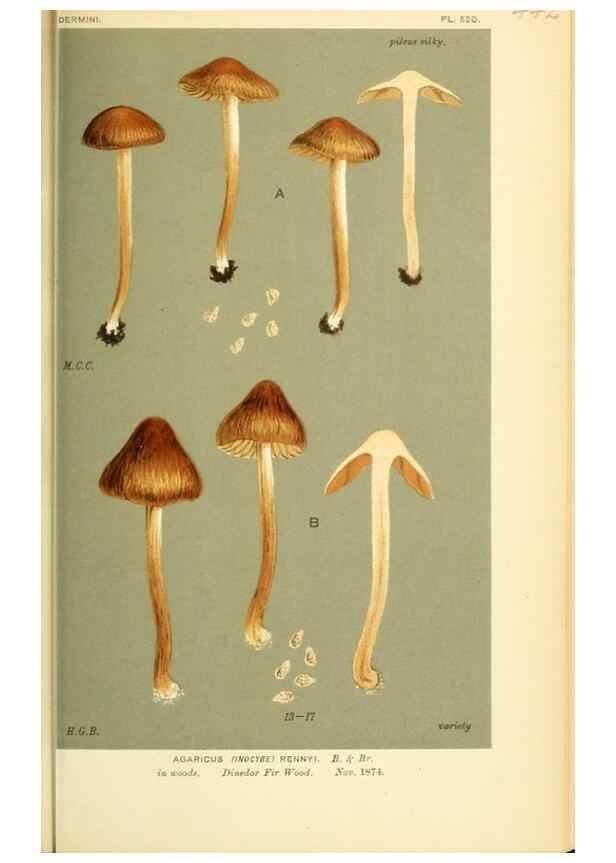 Reproducción/Reproduction 8723401046: Illustrations of British Fungi (Hymenomycetes), to serve as an atlas to the ""Handbook of British Fungi"".. LondonWilliams and Norgate1881-91