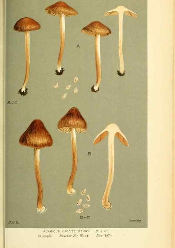 Reproducción/Reproduction 8723401046: Illustrations of British Fungi (Hymenomycetes), to serve as an atlas to the ""Handbook of British Fungi"".. LondonWilliams and Norgate1881-91