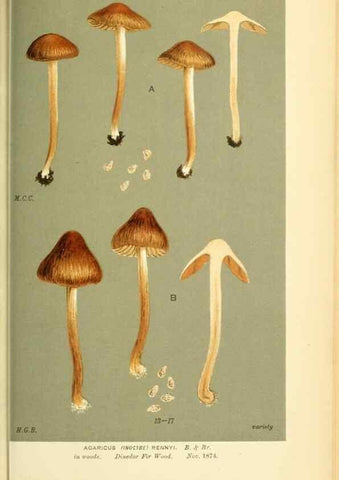 Reproducción/Reproduction 8723401046: Illustrations of British Fungi (Hymenomycetes), to serve as an atlas to the ""Handbook of British Fungi"".. LondonWilliams and Norgate1881-91
