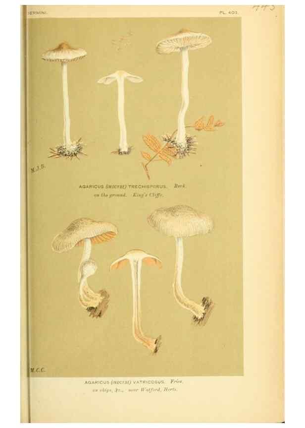 Reproducción/Reproduction 8722281411: Illustrations of British Fungi (Hymenomycetes), to serve as an atlas to the ""Handbook of British Fungi"".. LondonWilliams and Norgate1881-91